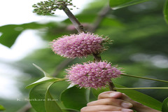 Melicope elleryana